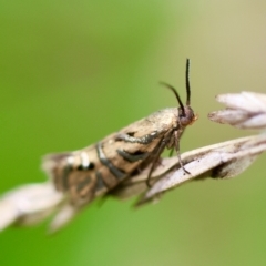 Glyphipterix cyanochalca at QPRC LGA - 29 Feb 2024