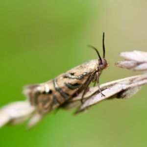 Glyphipterix cyanochalca at QPRC LGA - 29 Feb 2024