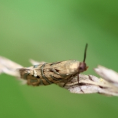 Glyphipterix cyanochalca at QPRC LGA - 29 Feb 2024