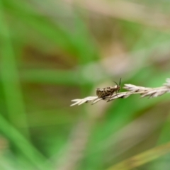 Glyphipterix cyanochalca at QPRC LGA - 29 Feb 2024