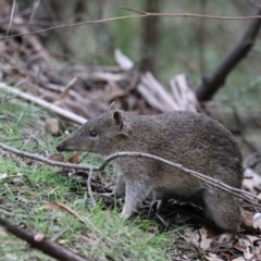 Isoodon obesulus obesulus (Southern Brown Bandicoot) at Tidbinbilla Nature Reserve - 28 Dec 2023 by Rixon