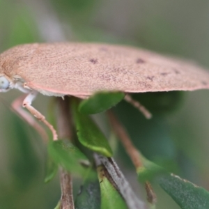 Garrha leucerythra at QPRC LGA - suppressed