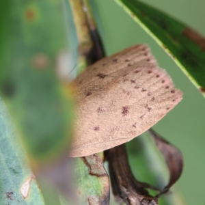 Garrha leucerythra at QPRC LGA - suppressed