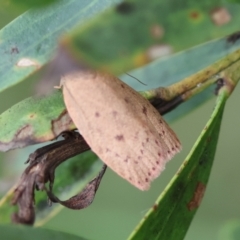 Garrha leucerythra at QPRC LGA - suppressed