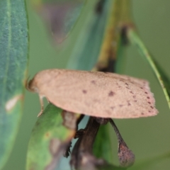 Garrha leucerythra at QPRC LGA - suppressed