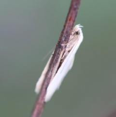 Unidentified Concealer moth (Oecophoridae) at QPRC LGA - 29 Feb 2024 by LisaH