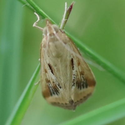 Achyra massalis (Ombava) at Mongarlowe River - 29 Feb 2024 by LisaH