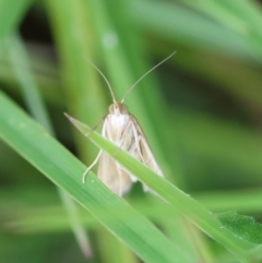 Achyra massalis at QPRC LGA - 29 Feb 2024