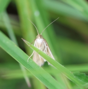 Achyra massalis at QPRC LGA - 29 Feb 2024