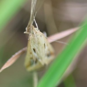 Achyra massalis at QPRC LGA - 29 Feb 2024