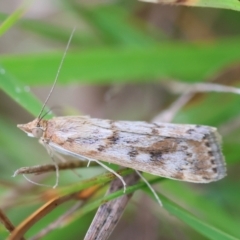 Achyra affinitalis (Cotton Web Spinner) at Mongarlowe, NSW - 29 Feb 2024 by LisaH