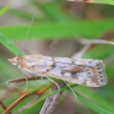 Achyra affinitalis (Cotton Web Spinner) at Mongarlowe, NSW - 29 Feb 2024 by LisaH