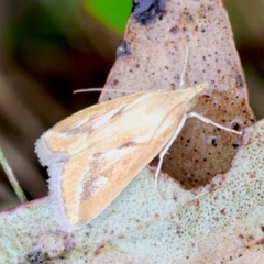 Achyra massalis (Ombava) at Mongarlowe River - 29 Feb 2024 by LisaH