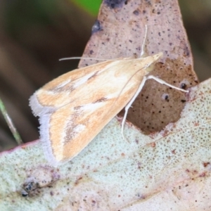 Achyra massalis at QPRC LGA - suppressed