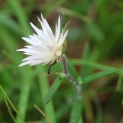 Helichrysum leucopsideum (Satin Everlasting) at Mongarlowe, NSW - 29 Feb 2024 by LisaH