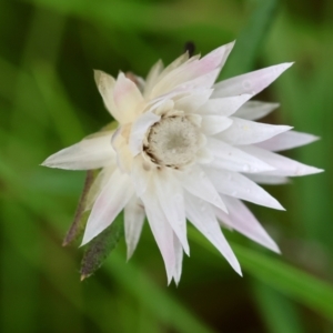 Helichrysum leucopsideum at QPRC LGA - 29 Feb 2024