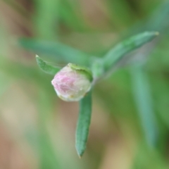 Helichrysum leucopsideum at QPRC LGA - 29 Feb 2024