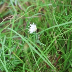 Helichrysum leucopsideum at QPRC LGA - suppressed