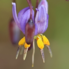 Dianella (genus) (Flax Lily) at QPRC LGA - 29 Feb 2024 by LisaH