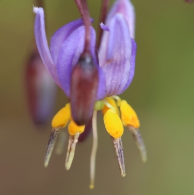 Dianella (genus) (Flax Lily) at QPRC LGA - 29 Feb 2024 by LisaH