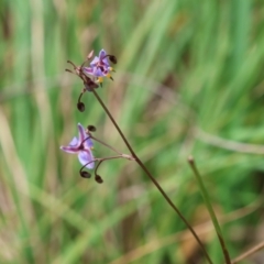 Dianella sp. at QPRC LGA - suppressed