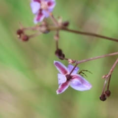 Dianella sp. at QPRC LGA - 29 Feb 2024