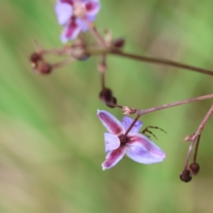 Dianella sp. at QPRC LGA - suppressed