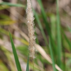 Imperata cylindrica at QPRC LGA - suppressed