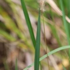 Imperata cylindrica at QPRC LGA - suppressed