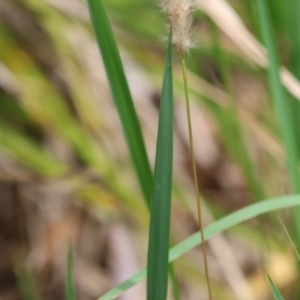 Imperata cylindrica at QPRC LGA - 29 Feb 2024