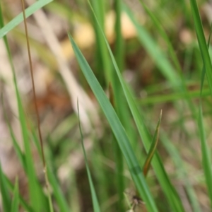 Imperata cylindrica at QPRC LGA - suppressed