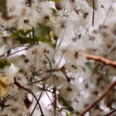 Clematis aristata (Mountain Clematis) at Mongarlowe River - 28 Feb 2024 by LisaH