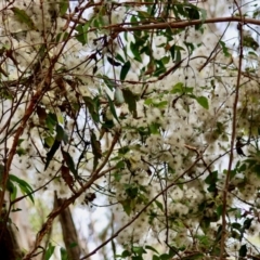 Clematis aristata at QPRC LGA - suppressed