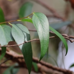 Clematis aristata at QPRC LGA - suppressed