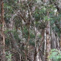 Clematis aristata at QPRC LGA - suppressed