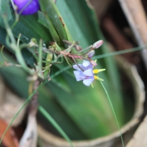 Dianella caerulea at QPRC LGA - suppressed