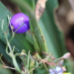 Dianella caerulea at QPRC LGA - suppressed