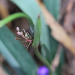 Dianella caerulea at QPRC LGA - suppressed