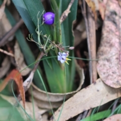 Dianella caerulea at QPRC LGA - suppressed