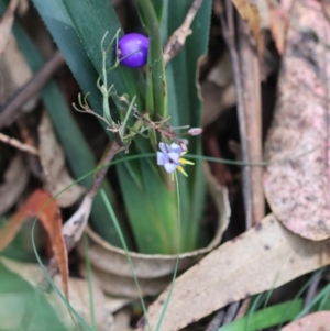 Dianella caerulea at QPRC LGA - suppressed