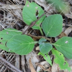Echium plantagineum (Paterson's Curse) at QPRC LGA - 28 Feb 2024 by LisaH
