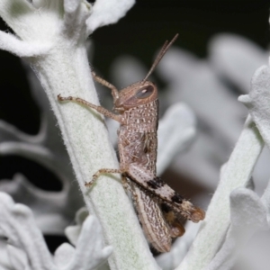 Valanga irregularis at Wellington Point, QLD - 23 Feb 2024