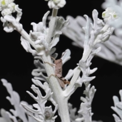 Valanga irregularis at Wellington Point, QLD - 23 Feb 2024