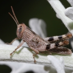 Valanga irregularis at Wellington Point, QLD - 23 Feb 2024