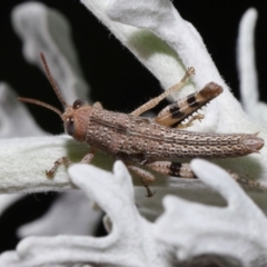 Valanga irregularis at Wellington Point, QLD - 23 Feb 2024