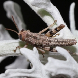 Valanga irregularis at Wellington Point, QLD - suppressed