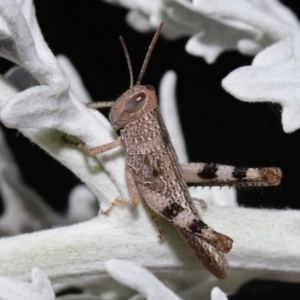 Valanga irregularis at Wellington Point, QLD - suppressed