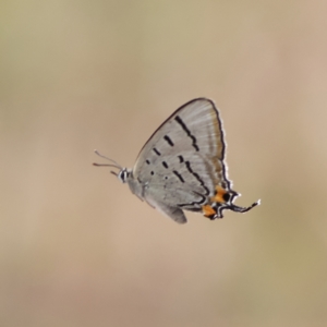 Jalmenus evagoras at West Stromlo - 29 Feb 2024