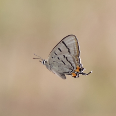 Jalmenus evagoras (Imperial Hairstreak) at West Stromlo - 29 Feb 2024 by Trevor