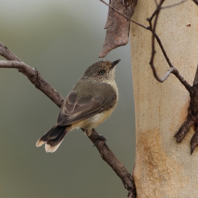 Acanthiza reguloides (Buff-rumped Thornbill) at West Stromlo - 29 Feb 2024 by MichaelWenke